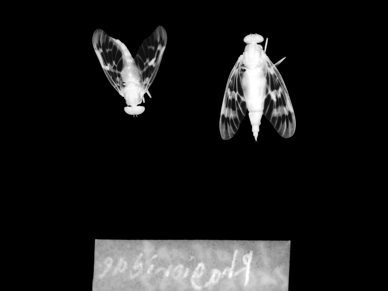 Jan Tichy, Rhagionidae, from the series Documenting Science, 2025. Courtesy the artist