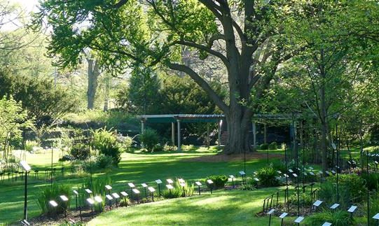 Garden Edition: Deep-Rooted with Beal Botanical Garden